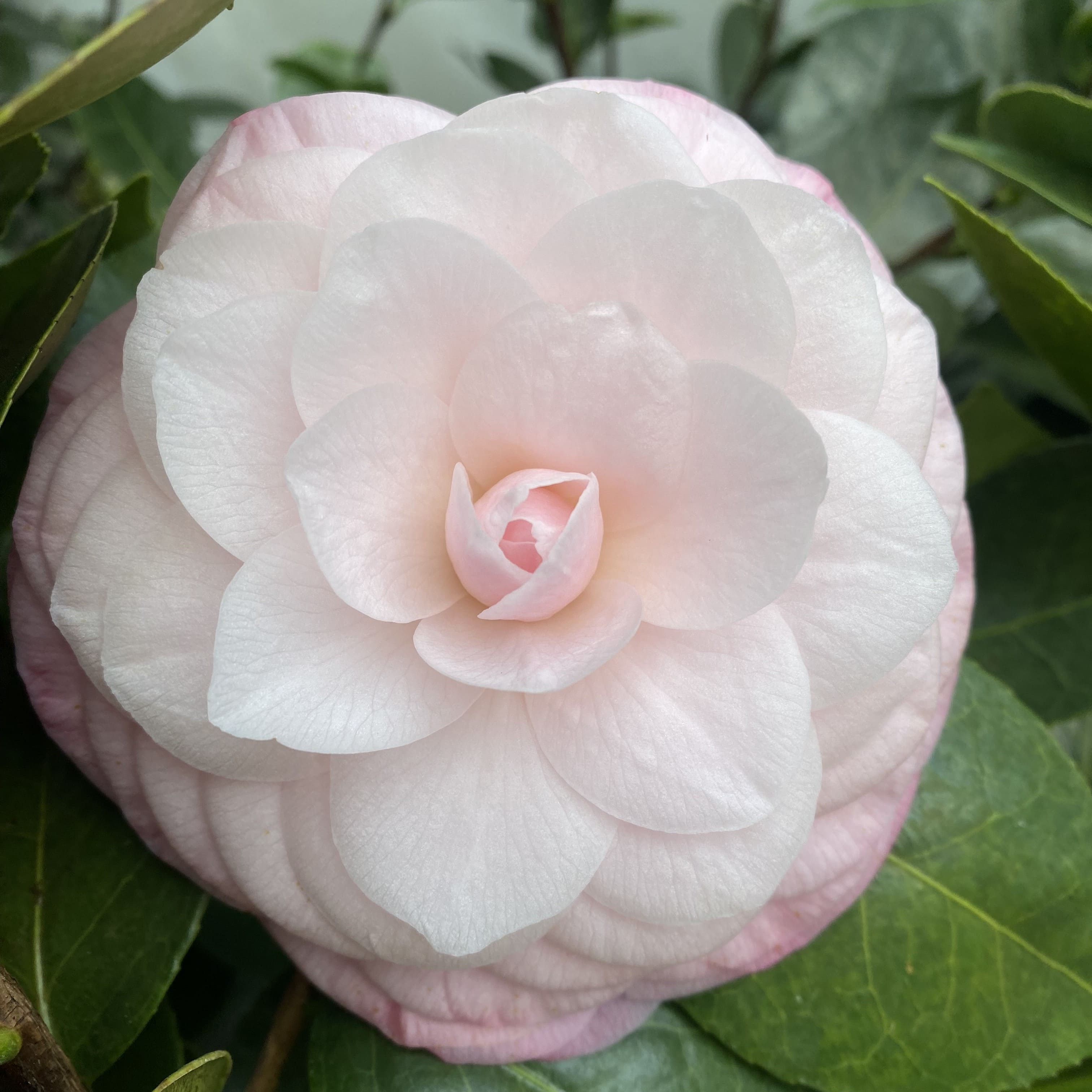 Camellia Ella Ward Parsons