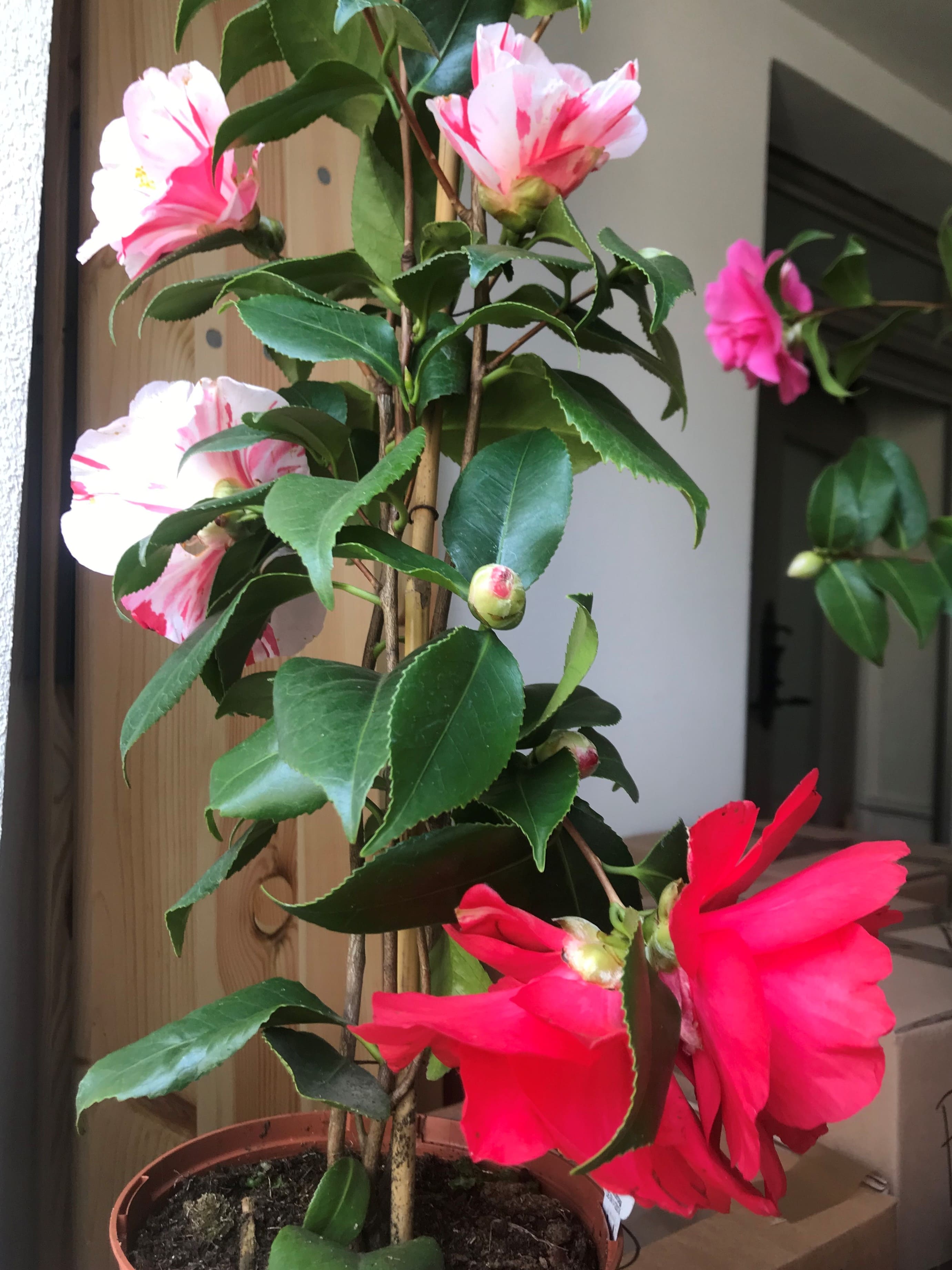 Camellia Ezo-Nishiki