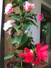 Camellia Ezo-Nishiki
