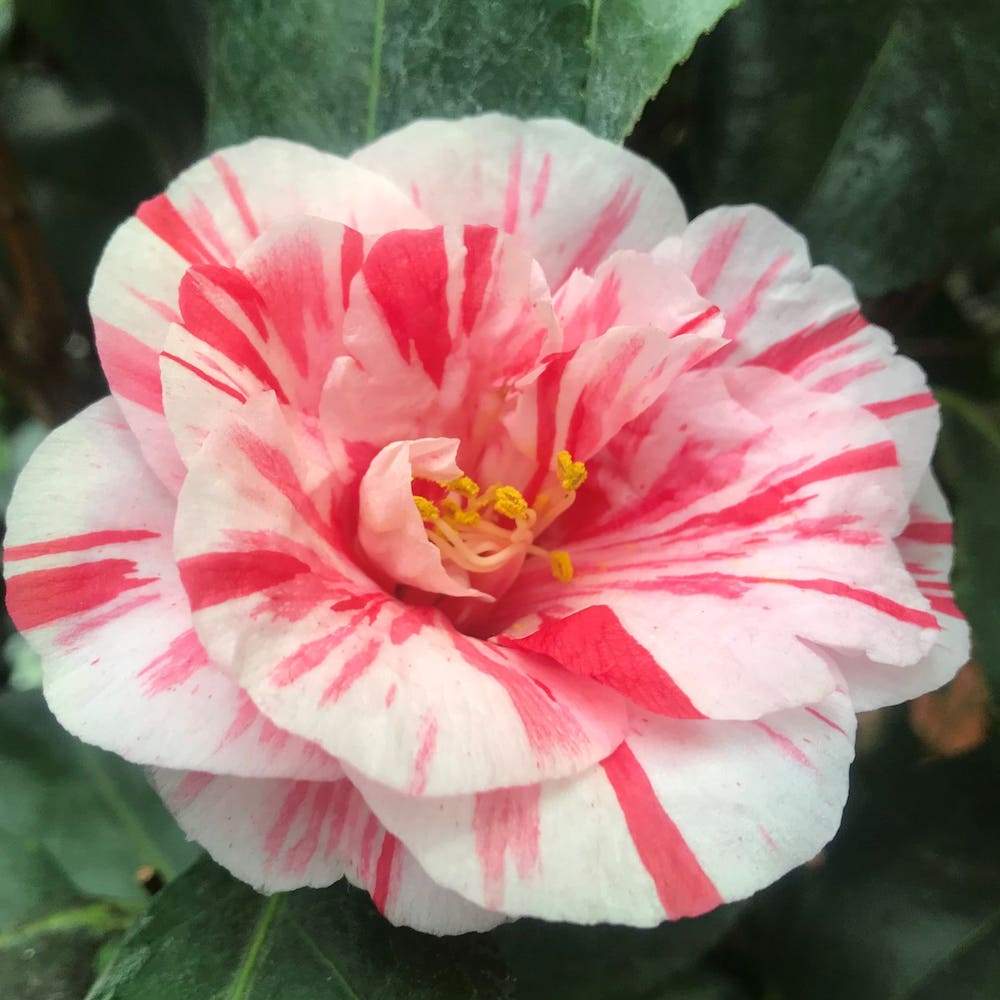 Camellia Ezo Nishiki