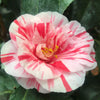 Camellia Ezo-Nishiki
