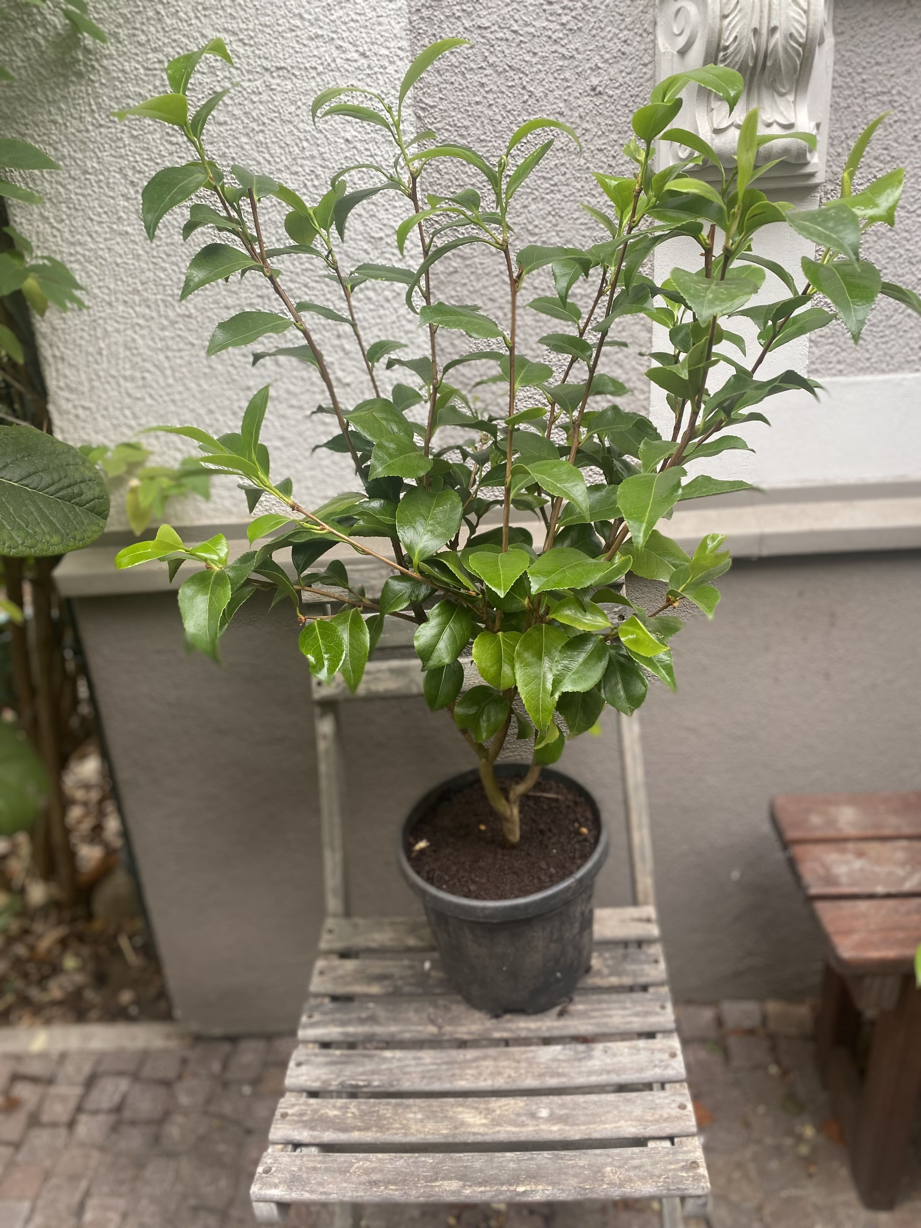 Camellia fimbriata