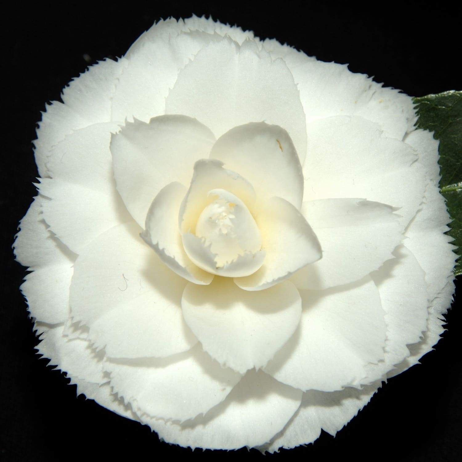 Camellia fimbriata