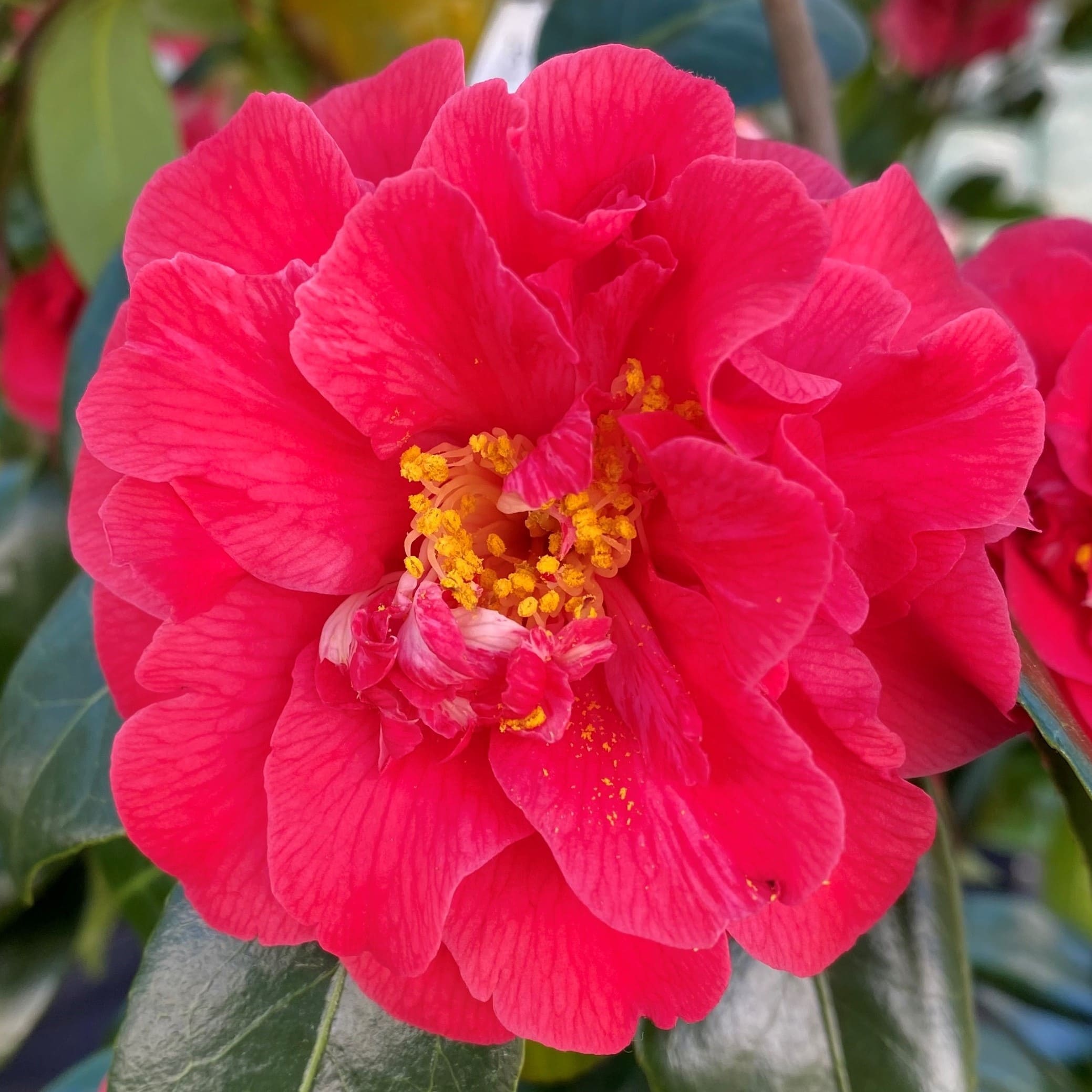 Camellia Fire 'n' Ice