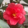 Camellia Flame