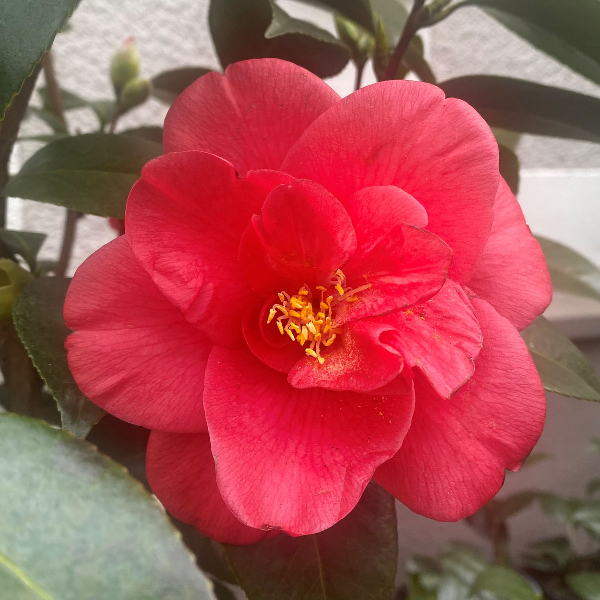 Camellia Flame