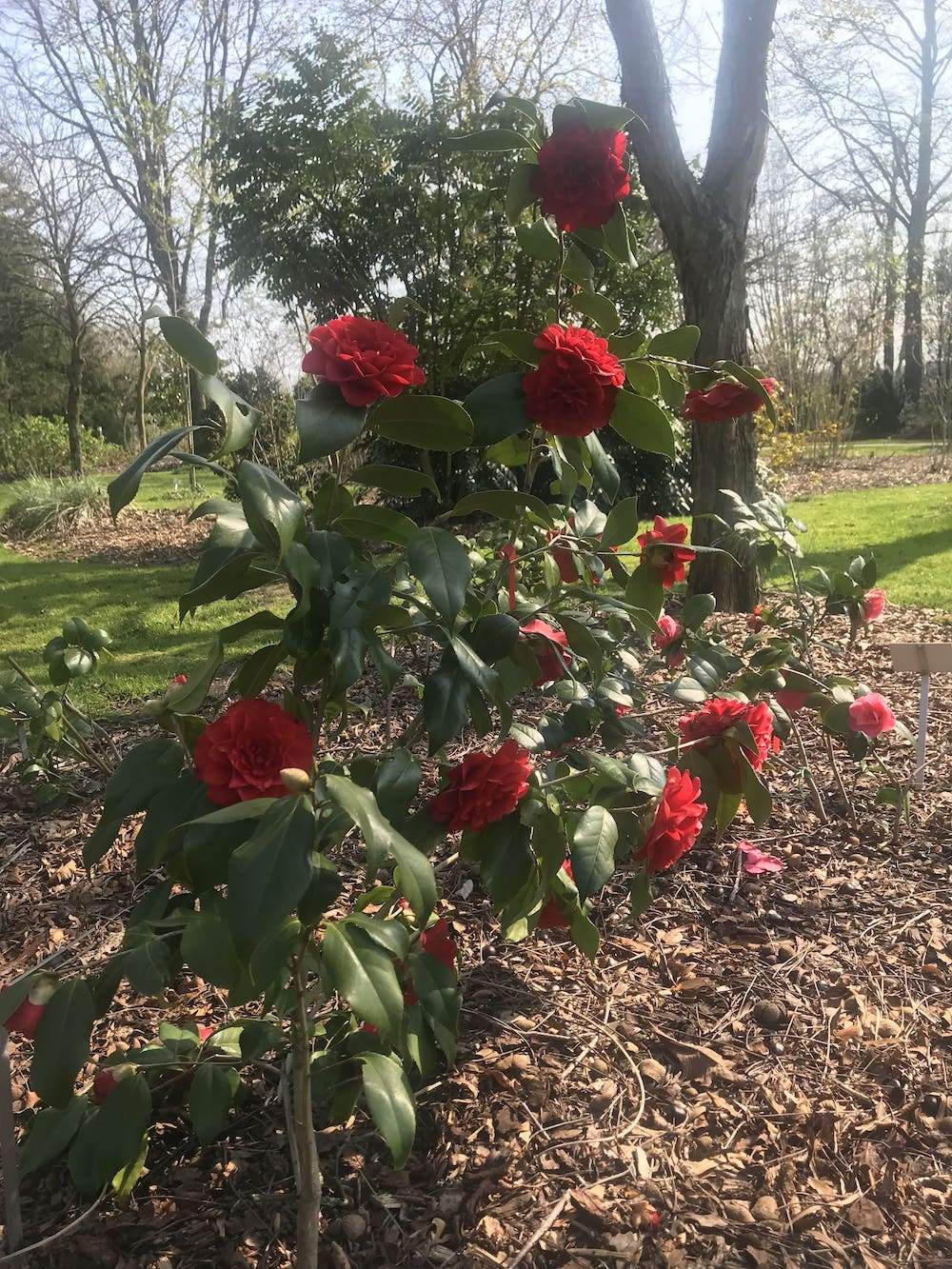 Camellia Francofurtensis