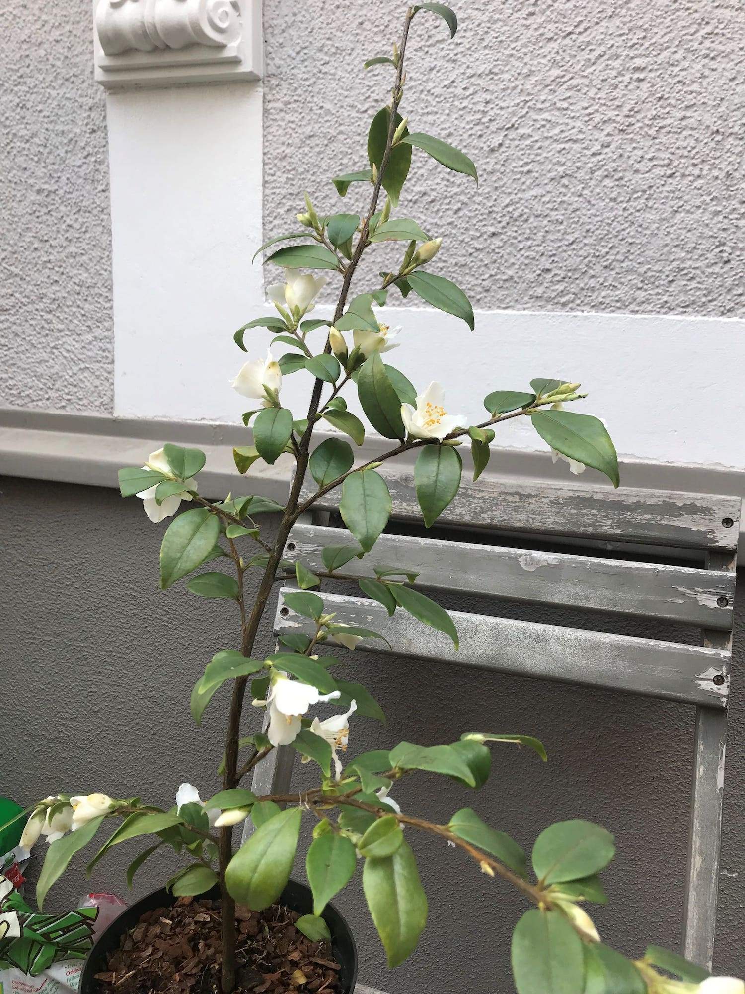 Camellia fraterna Wildform