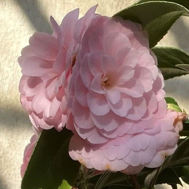 Camellia Mrs. Minna Seidel