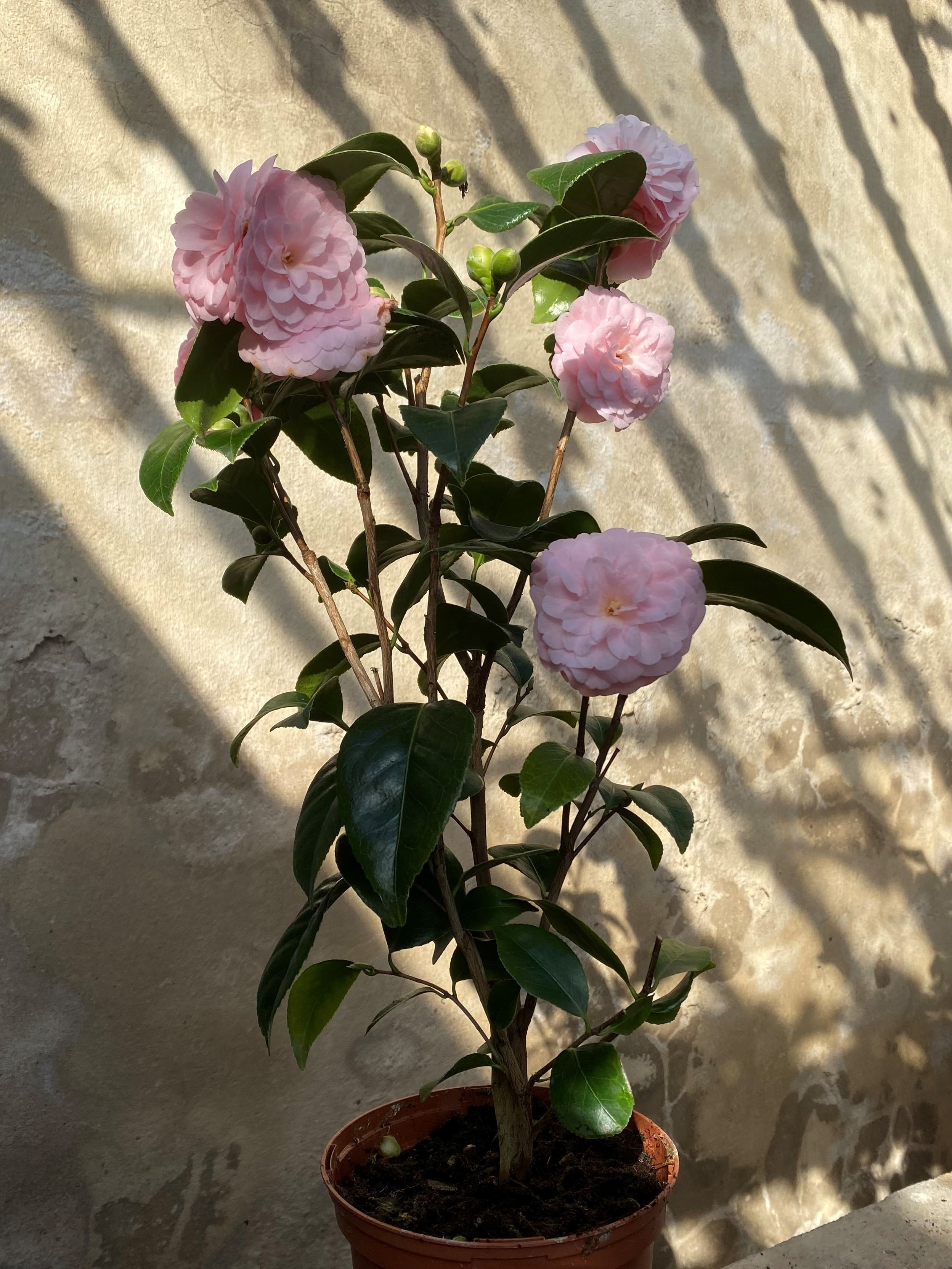 Camellia Frau Minna Seidel