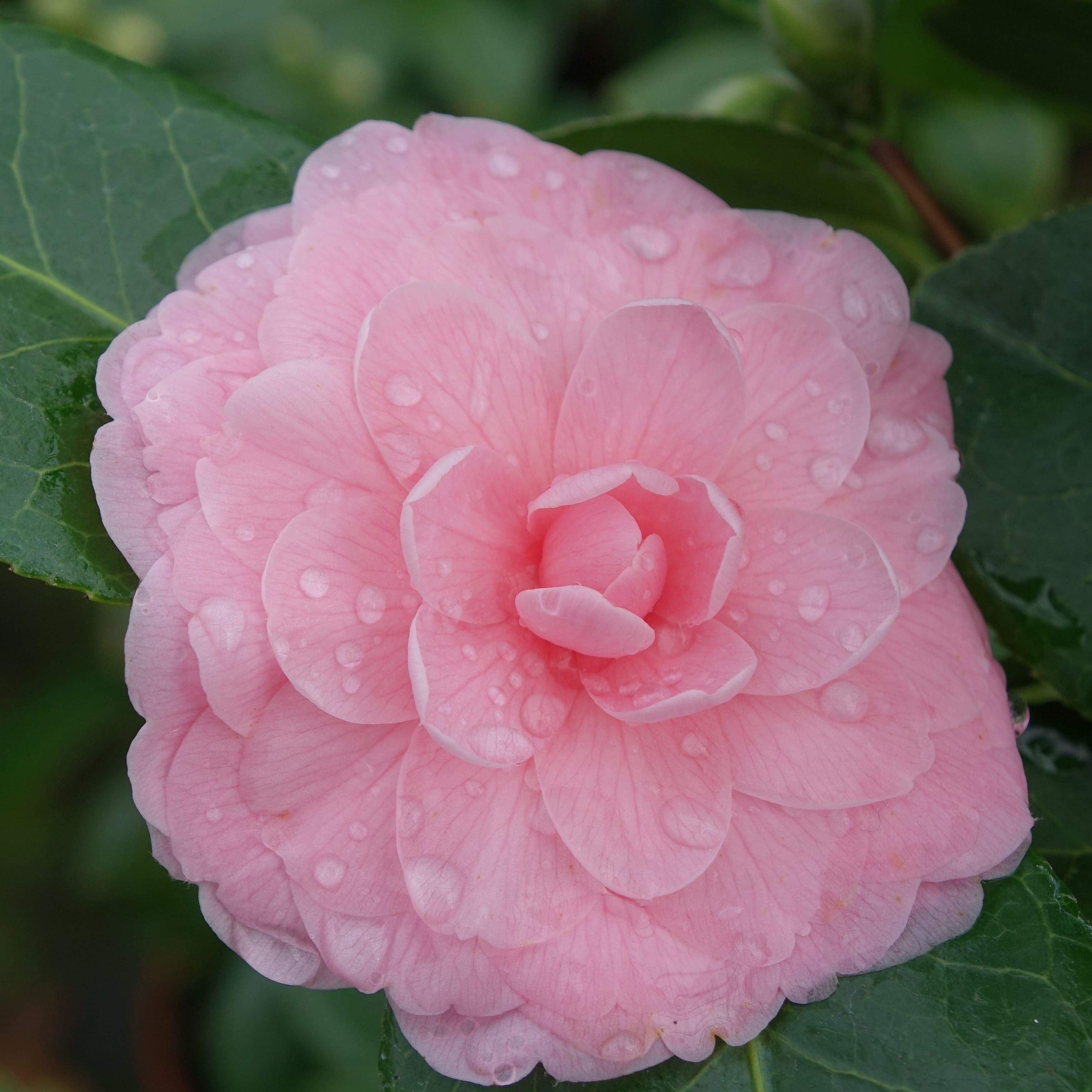 Camellia Mrs. Minna Seidel