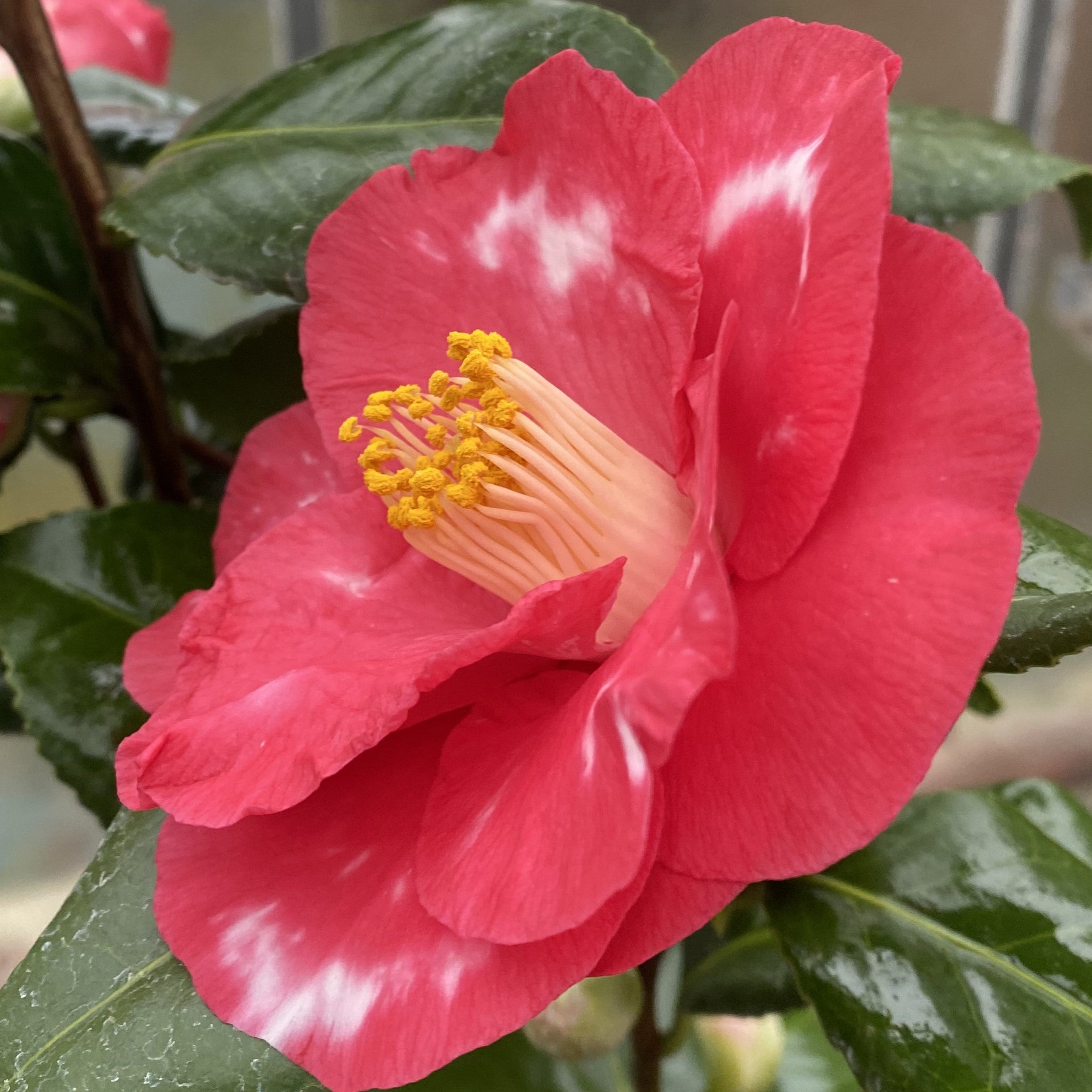 Camellia Fred Sander Variegated