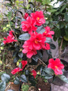 Camellia Freedom Bell