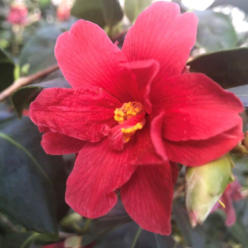 Camellia Freedom Bell