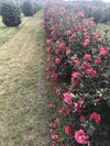 Camellia Freedom Bell