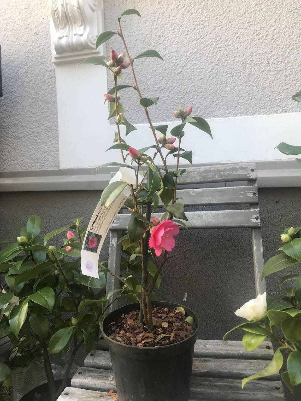 Camellia Gay Baby