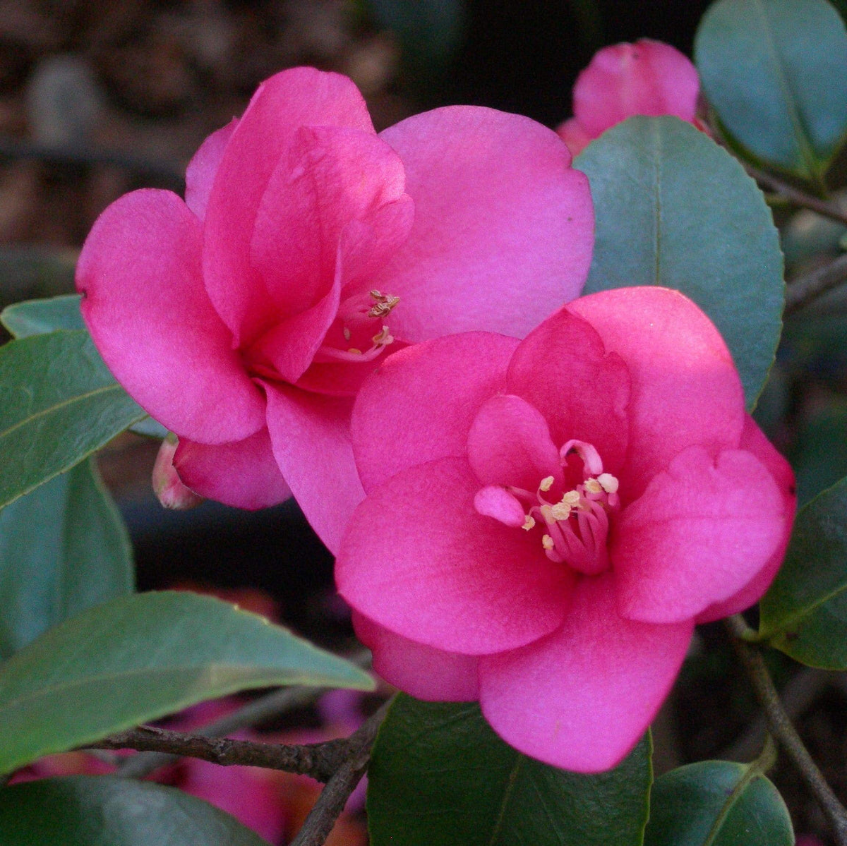 Camellia Gay Baby