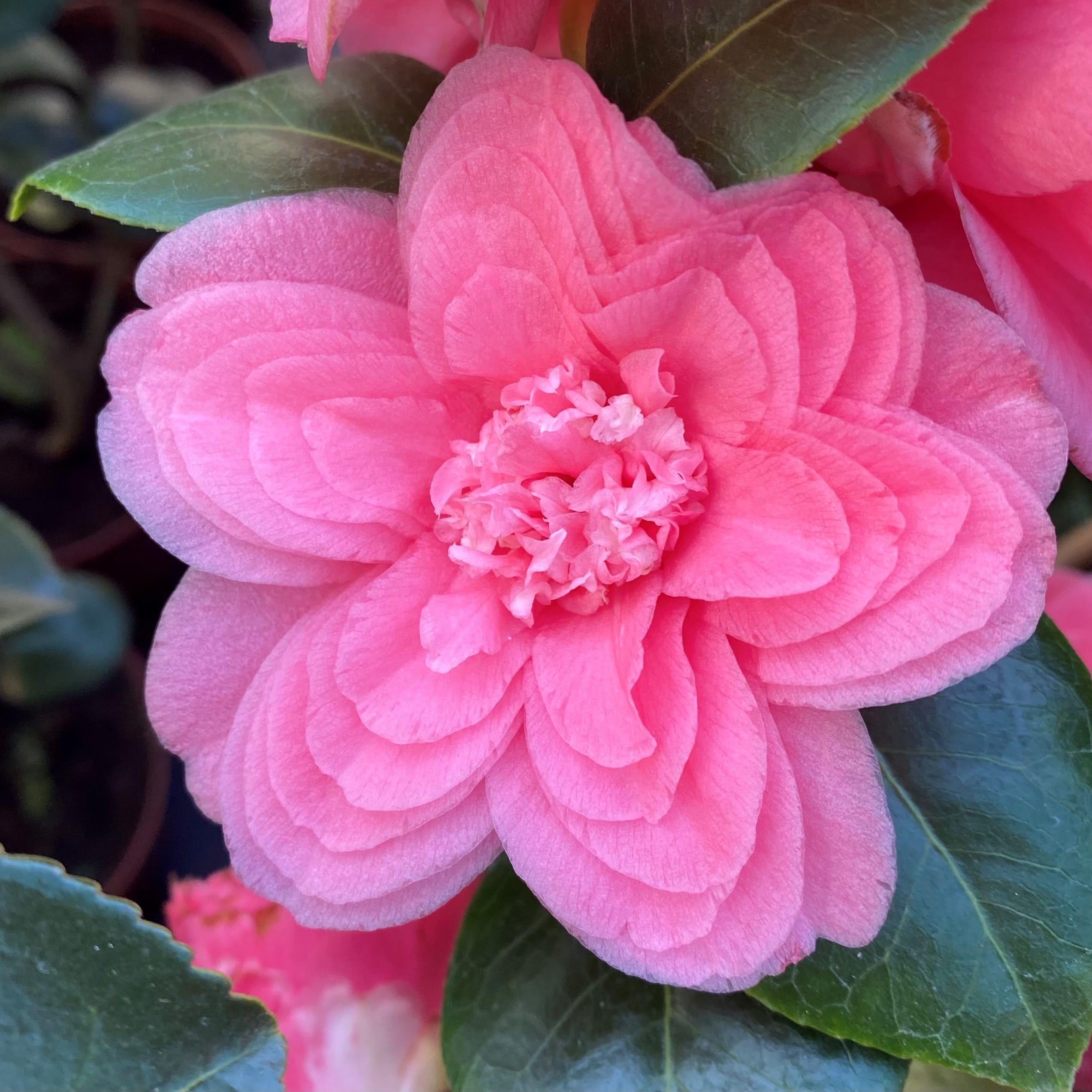 Camellia General George Patton