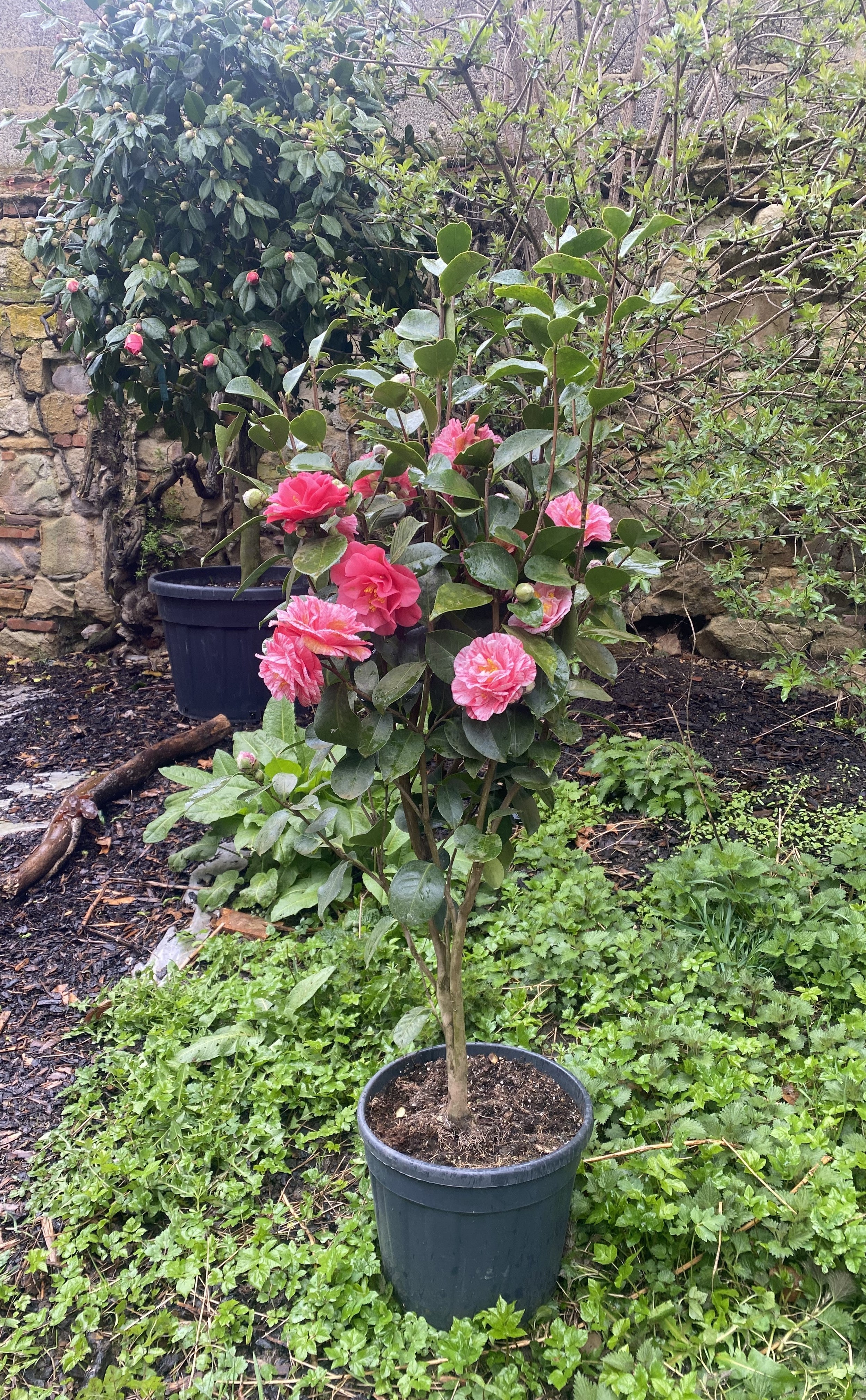 Camellia Giuseppe Traverso