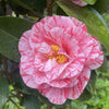 Camellia Giuseppe Traverso