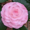 Camellia Grace Albritton