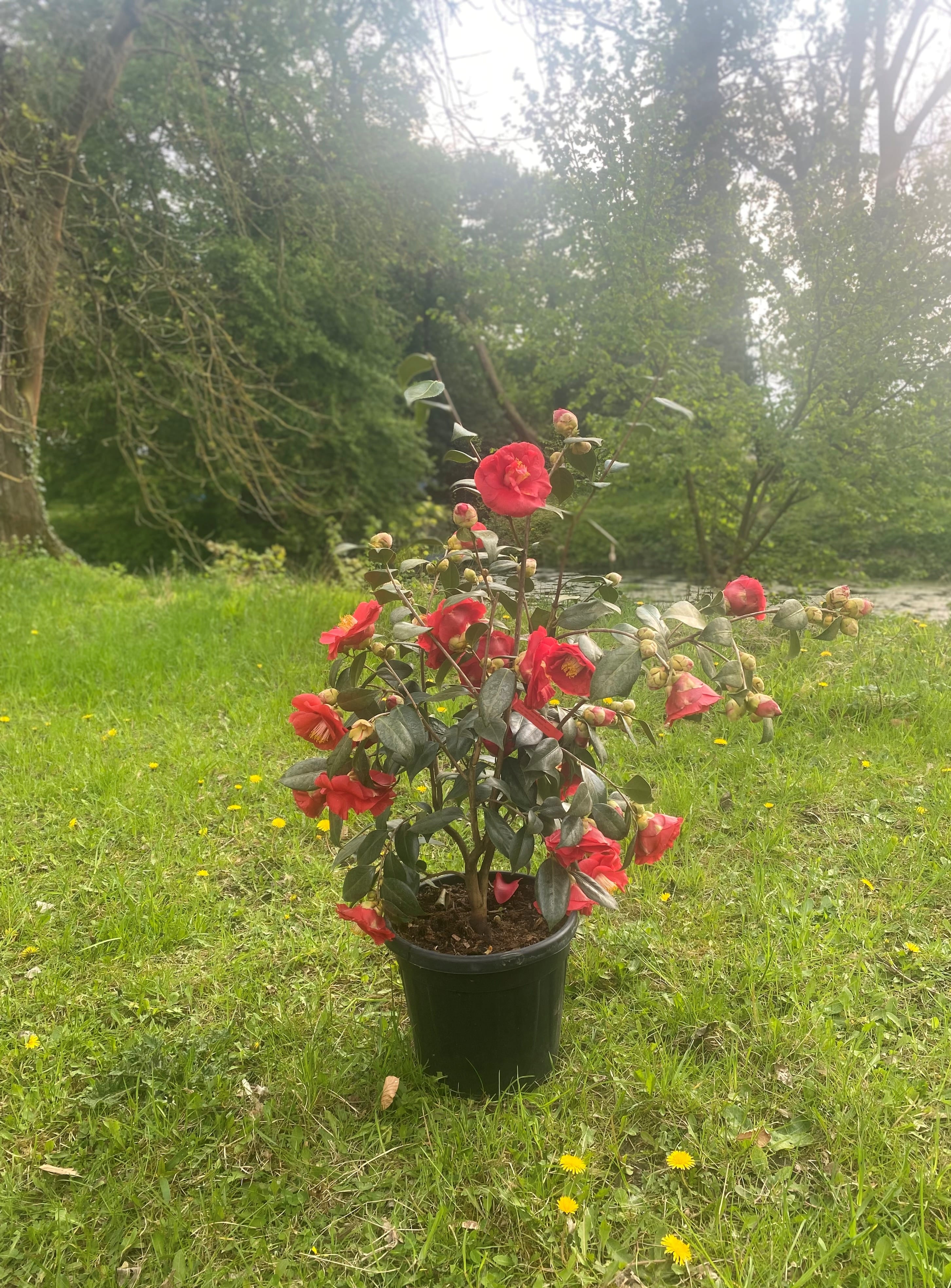 Camellia Grand Prix