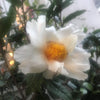 Camellia granthamiana Wildform