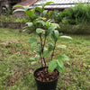 Camellia granthamiana Wildform