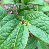Camellia granthamiana Wildform