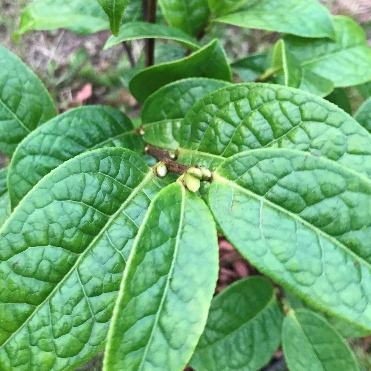 Camellia granthamiana Wildform