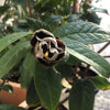 Camellia granthamiana Wildform
