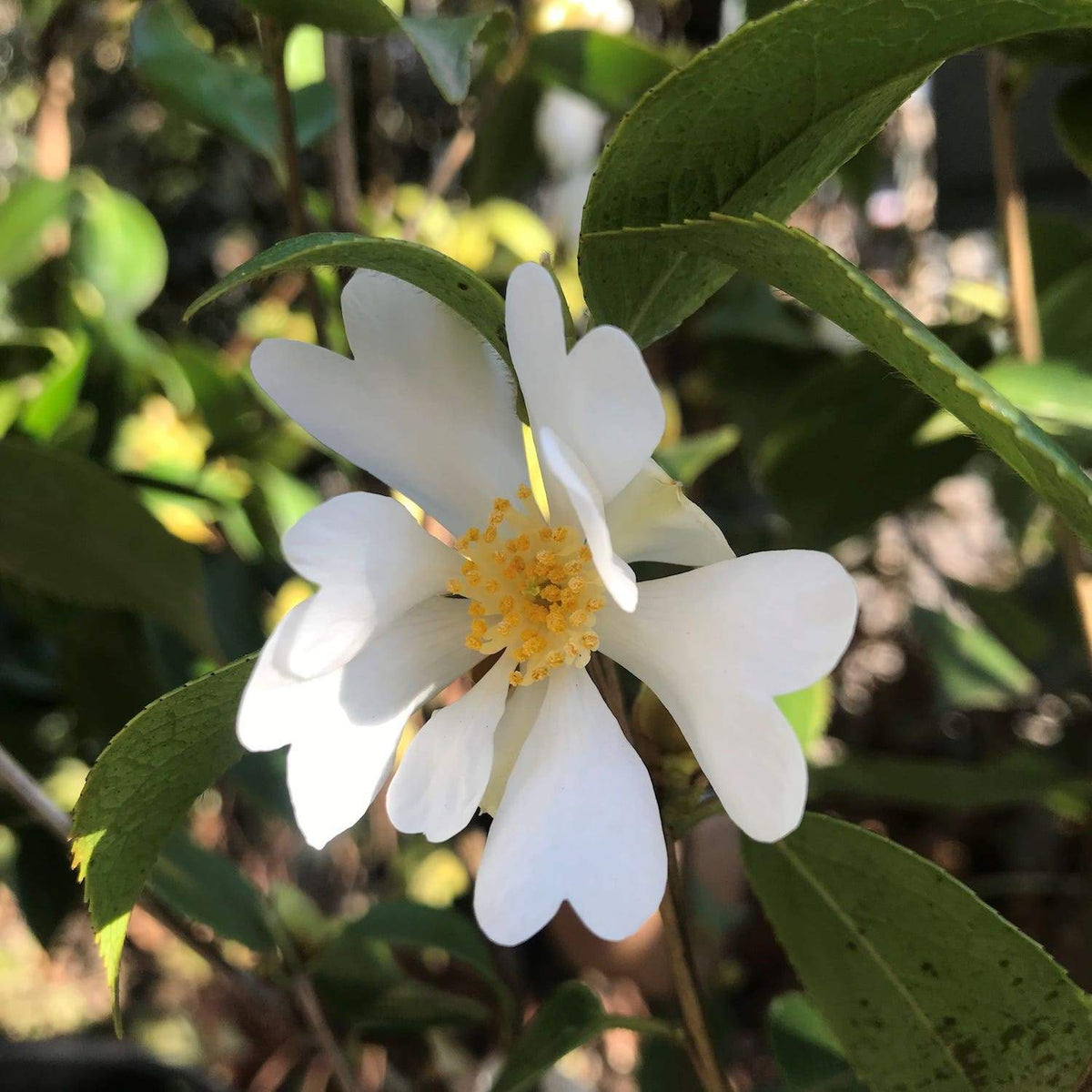 Camellia Grijsii Wildform