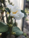 Camellia Grijsii Wildform