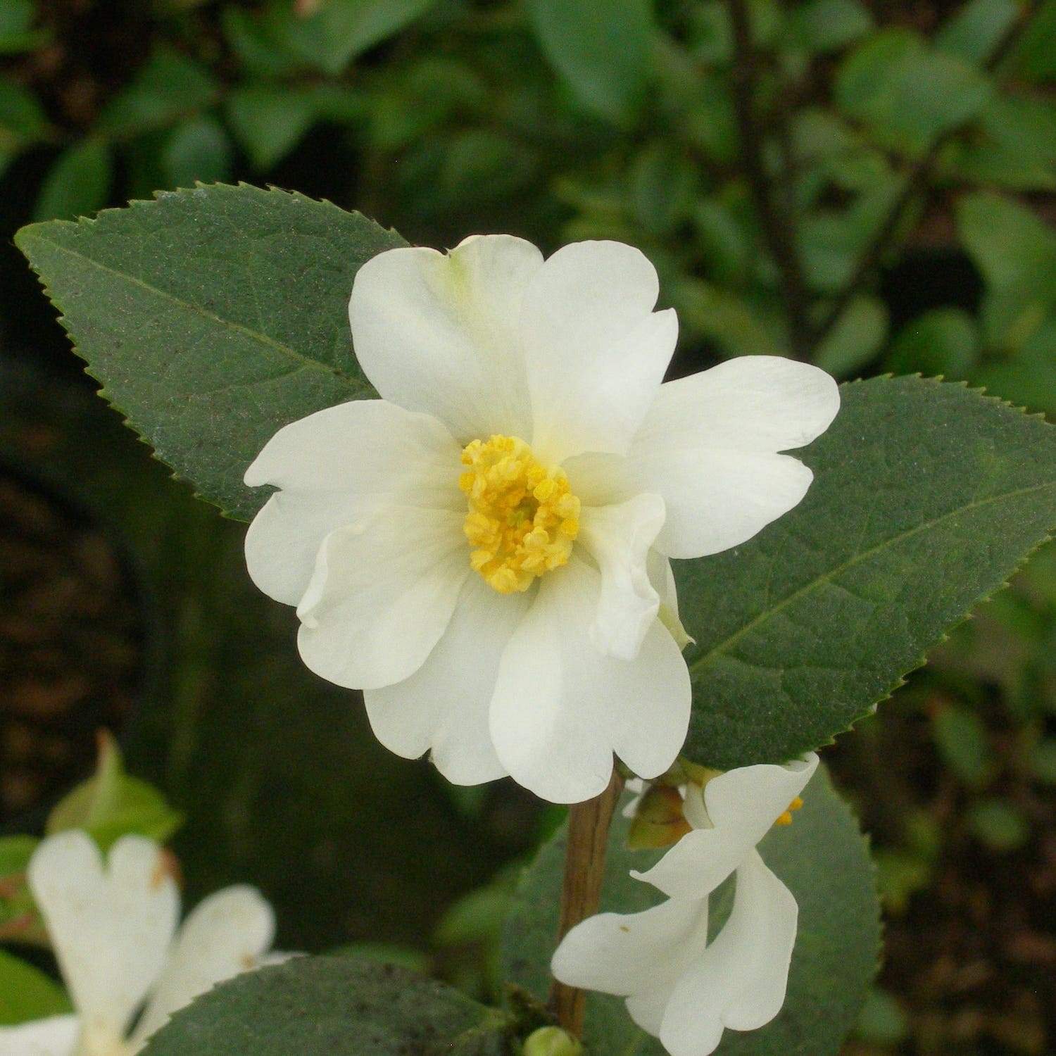 Camellia Grijsii wild form