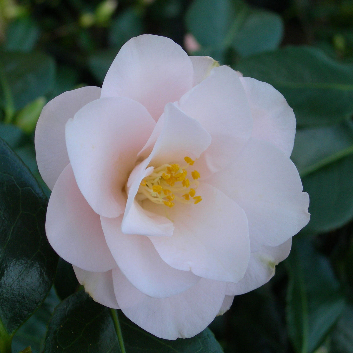 Camellia Hagoromo