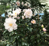 Camellia Hagoromo - Mein-Kameliengarten.de