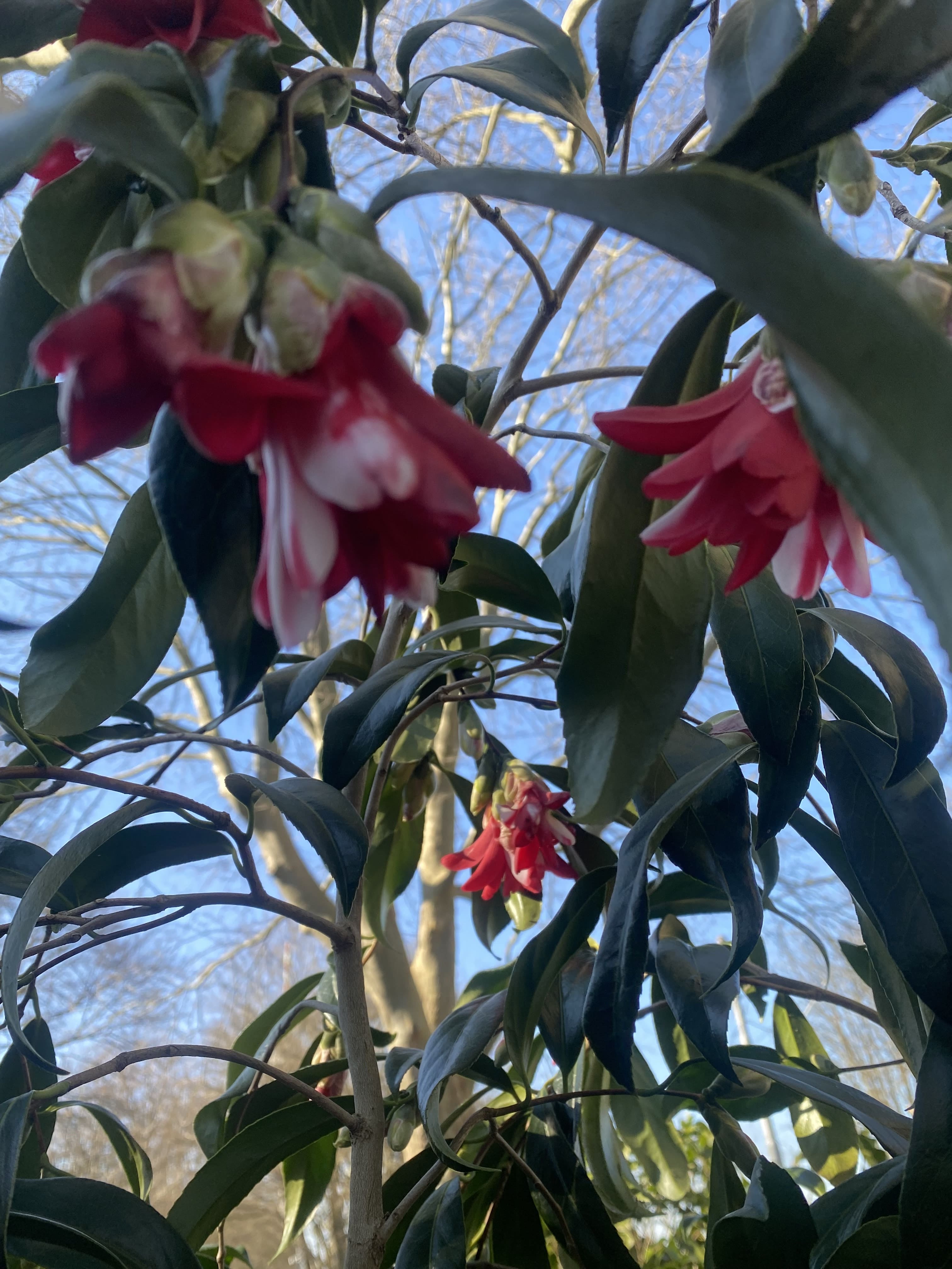 Camellia Hakuhan-kujaku