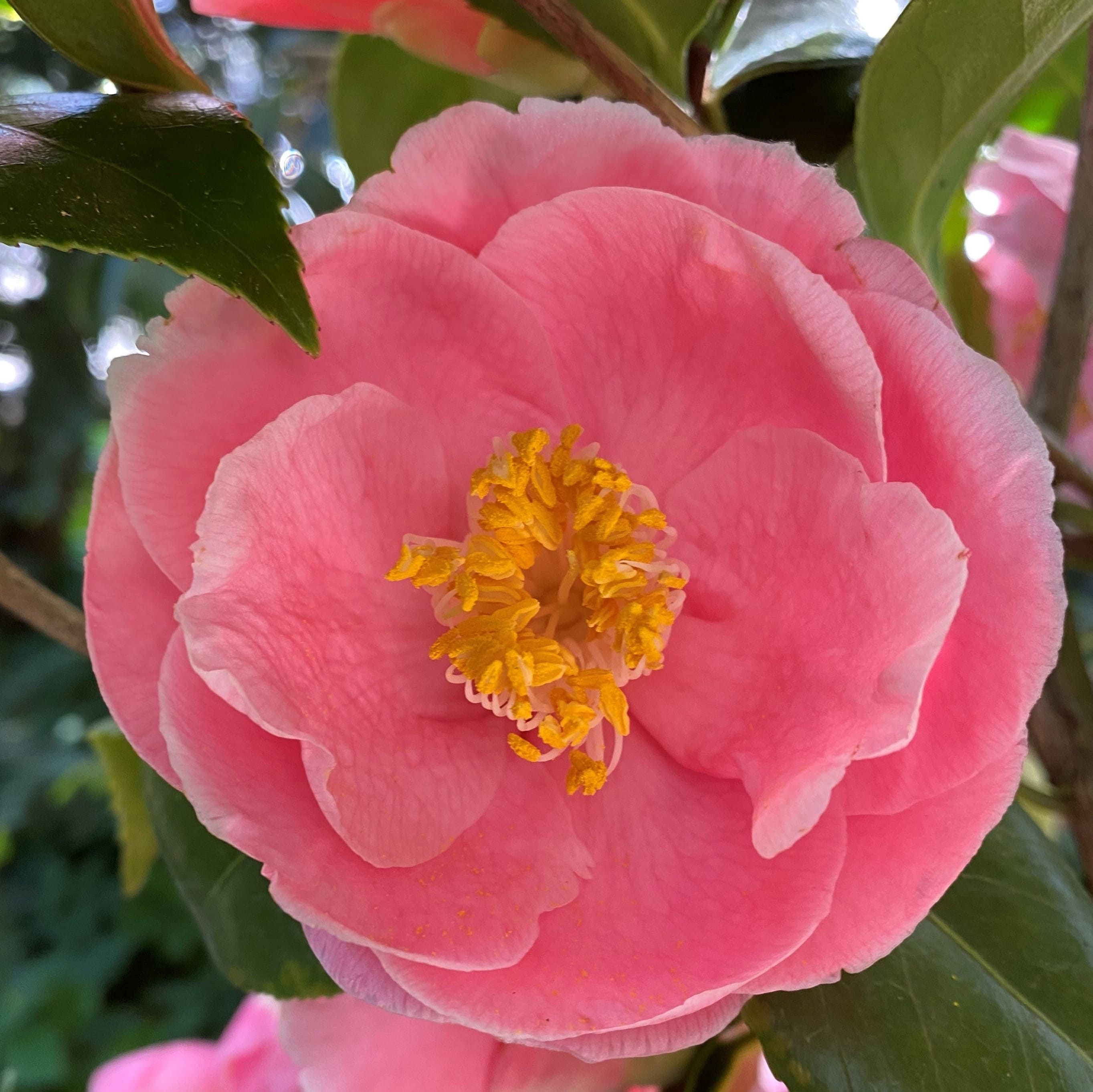 Camellia Hanafuki