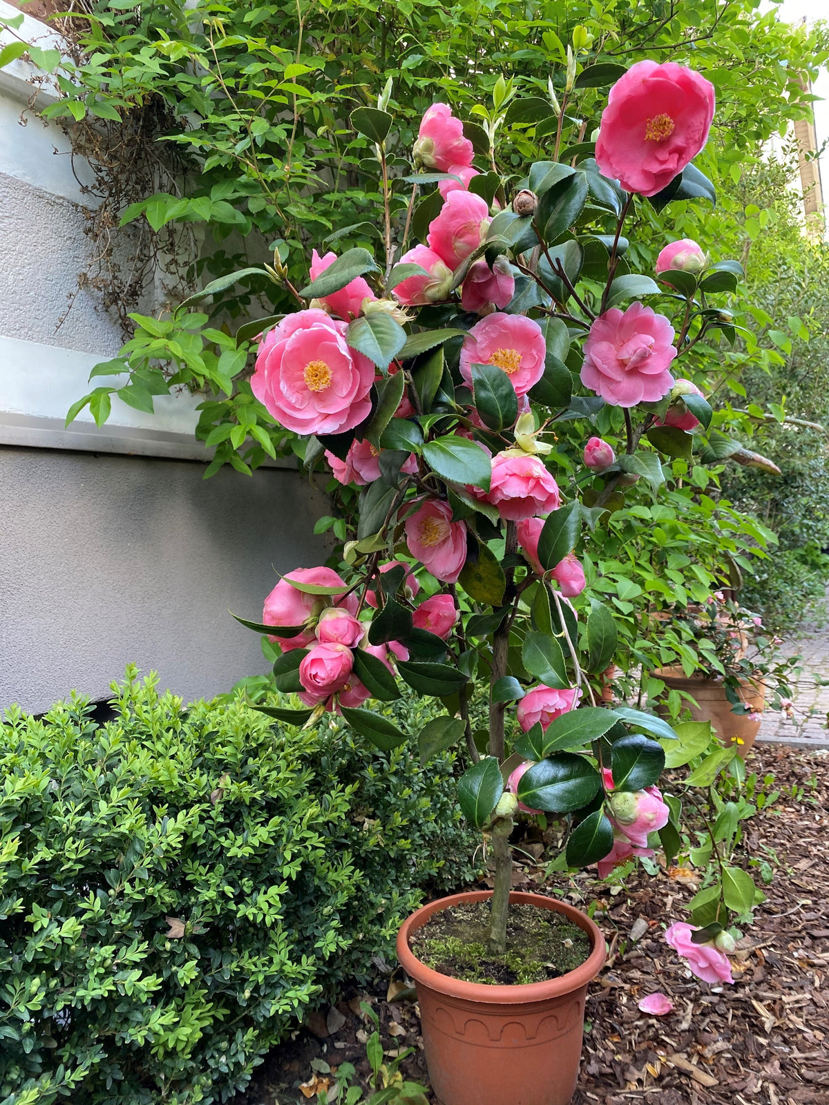 Camellia Hanafûki