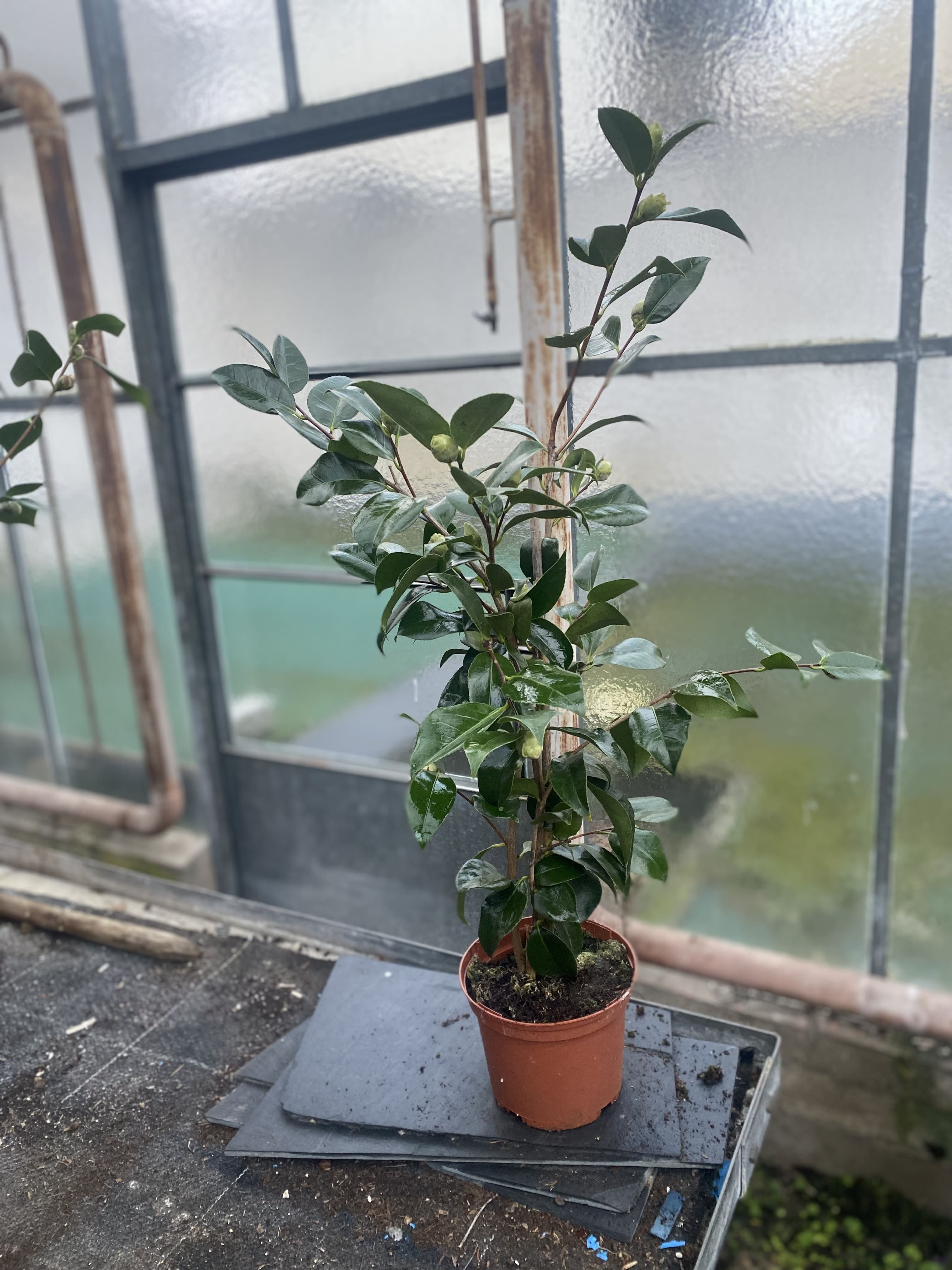 Camellia Hawaii