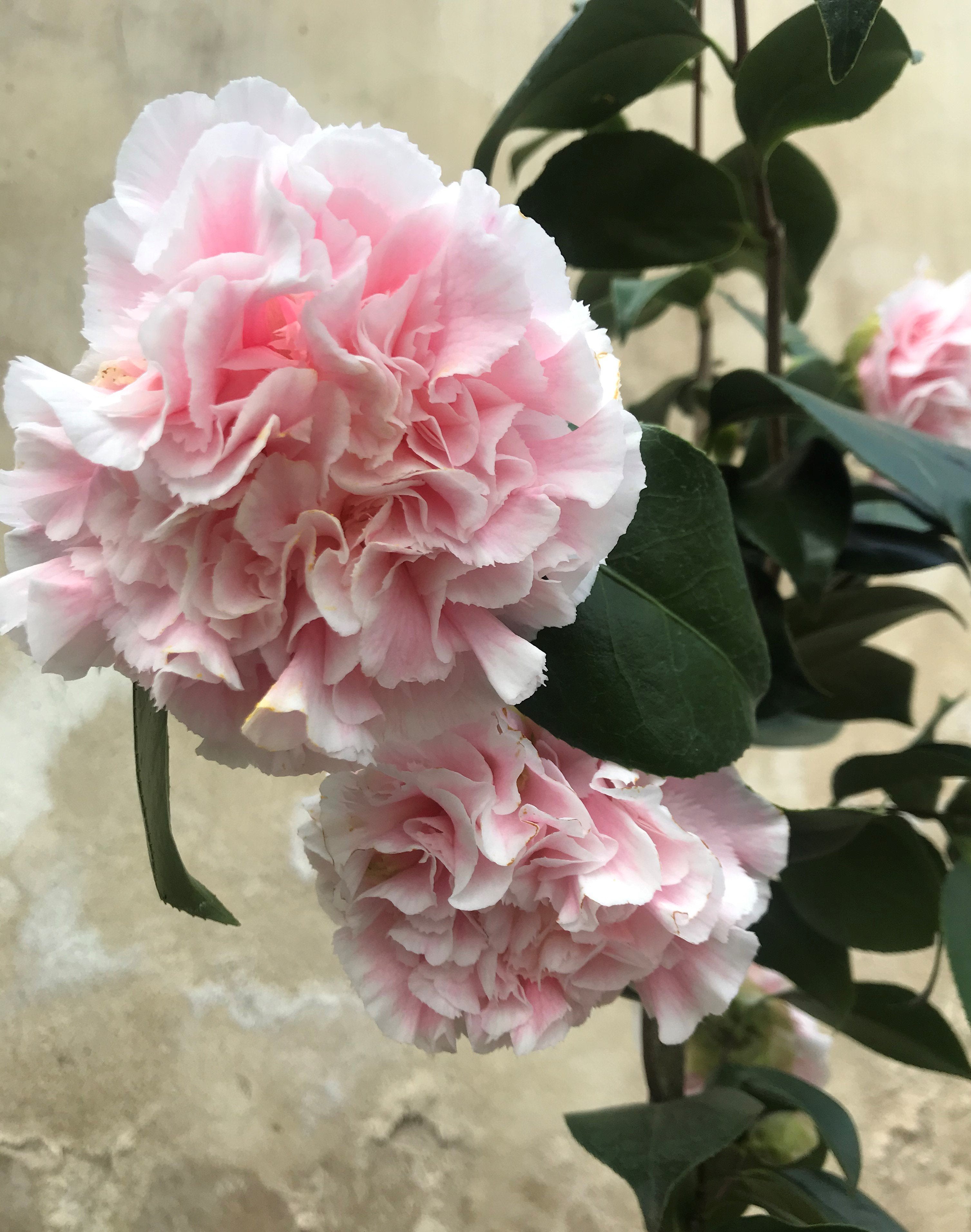 Camellia Hawaii - Mein-Kameliengarten.de