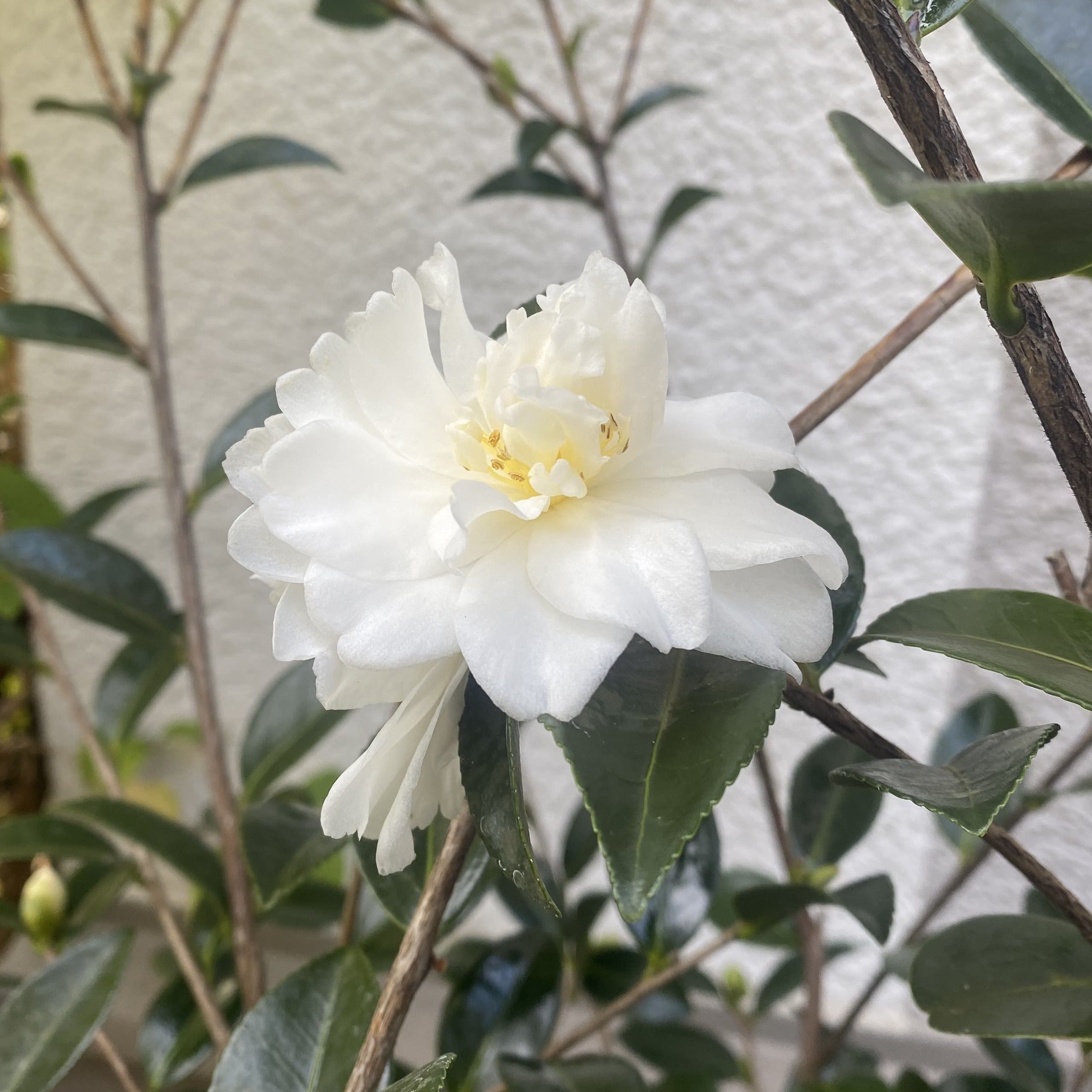 Camellia Hina Yuki