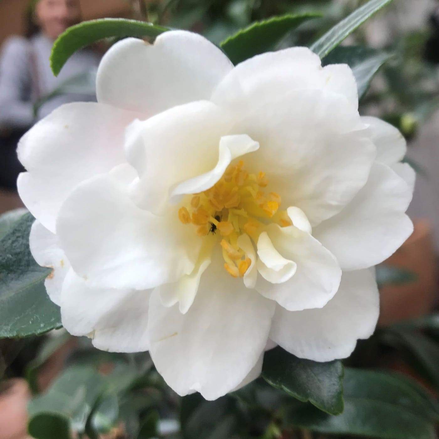 Camellia Hina Yuki