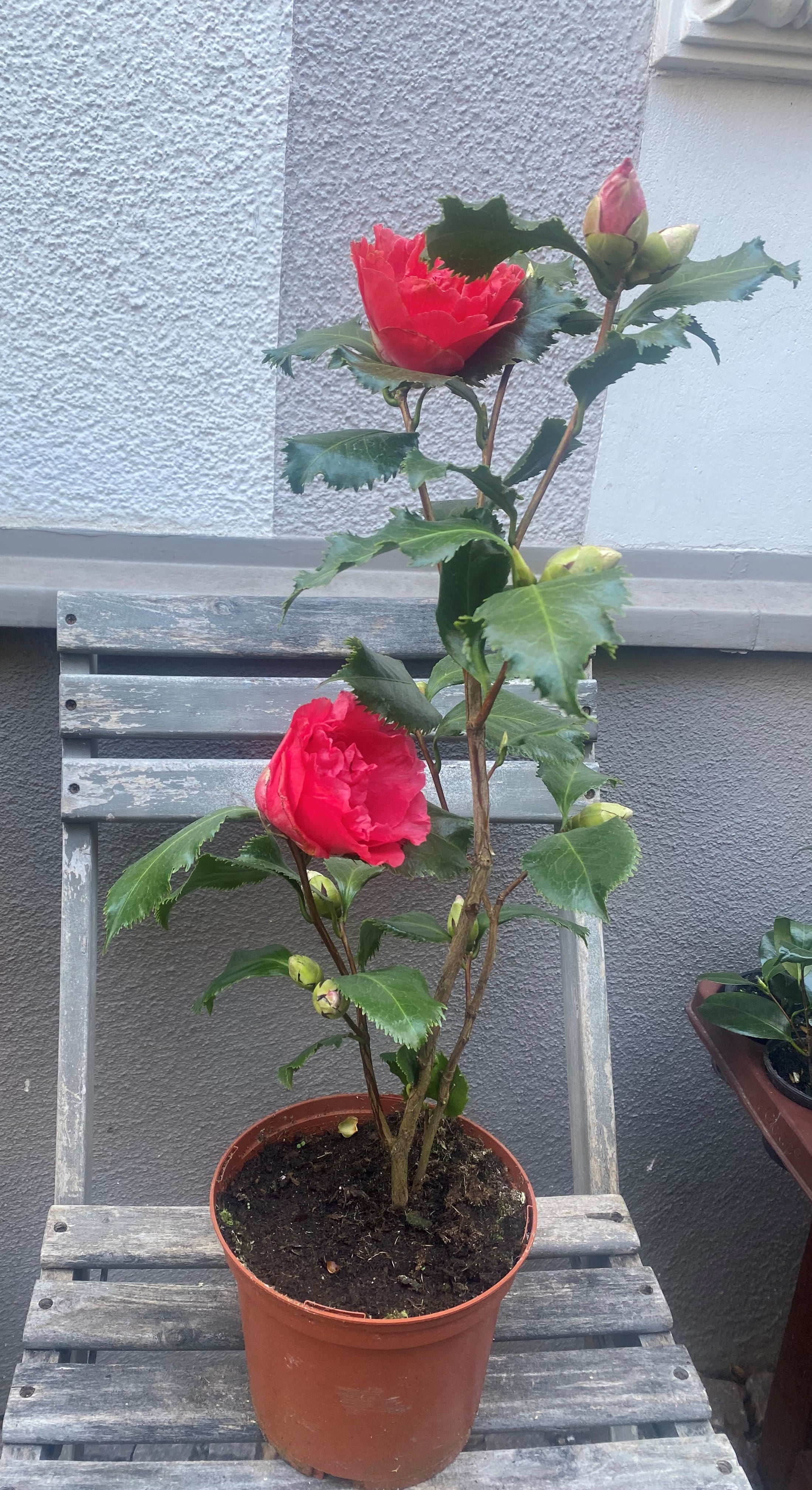 Camellia Holly Bright