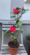 Camellia Holly Bright