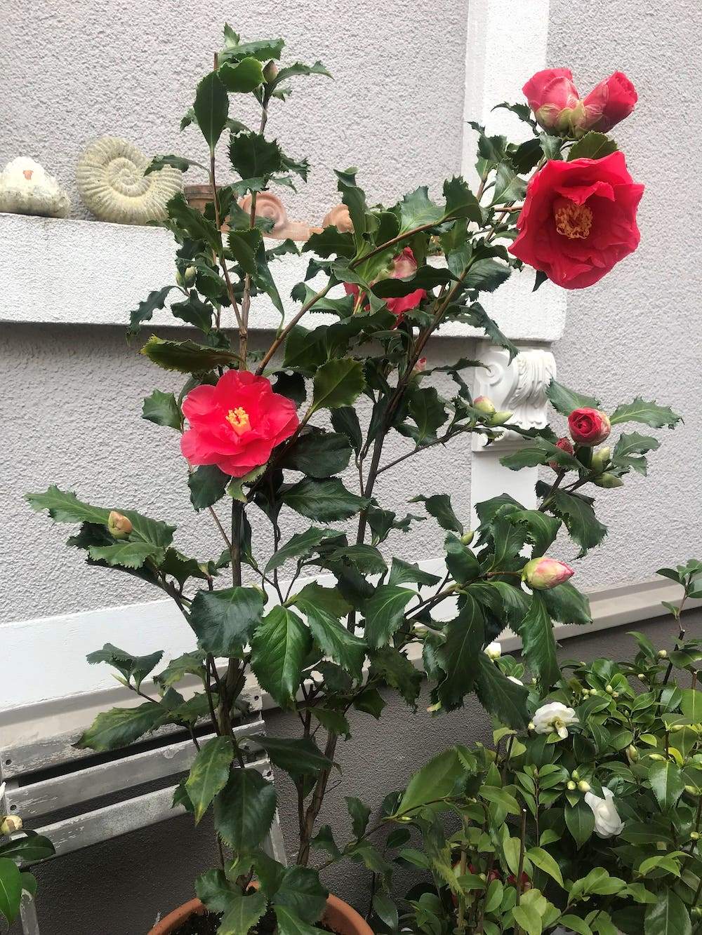 Camellia Holly Bright