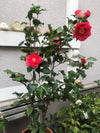 Camellia Holly Bright