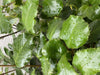 Camellia Holly Bright