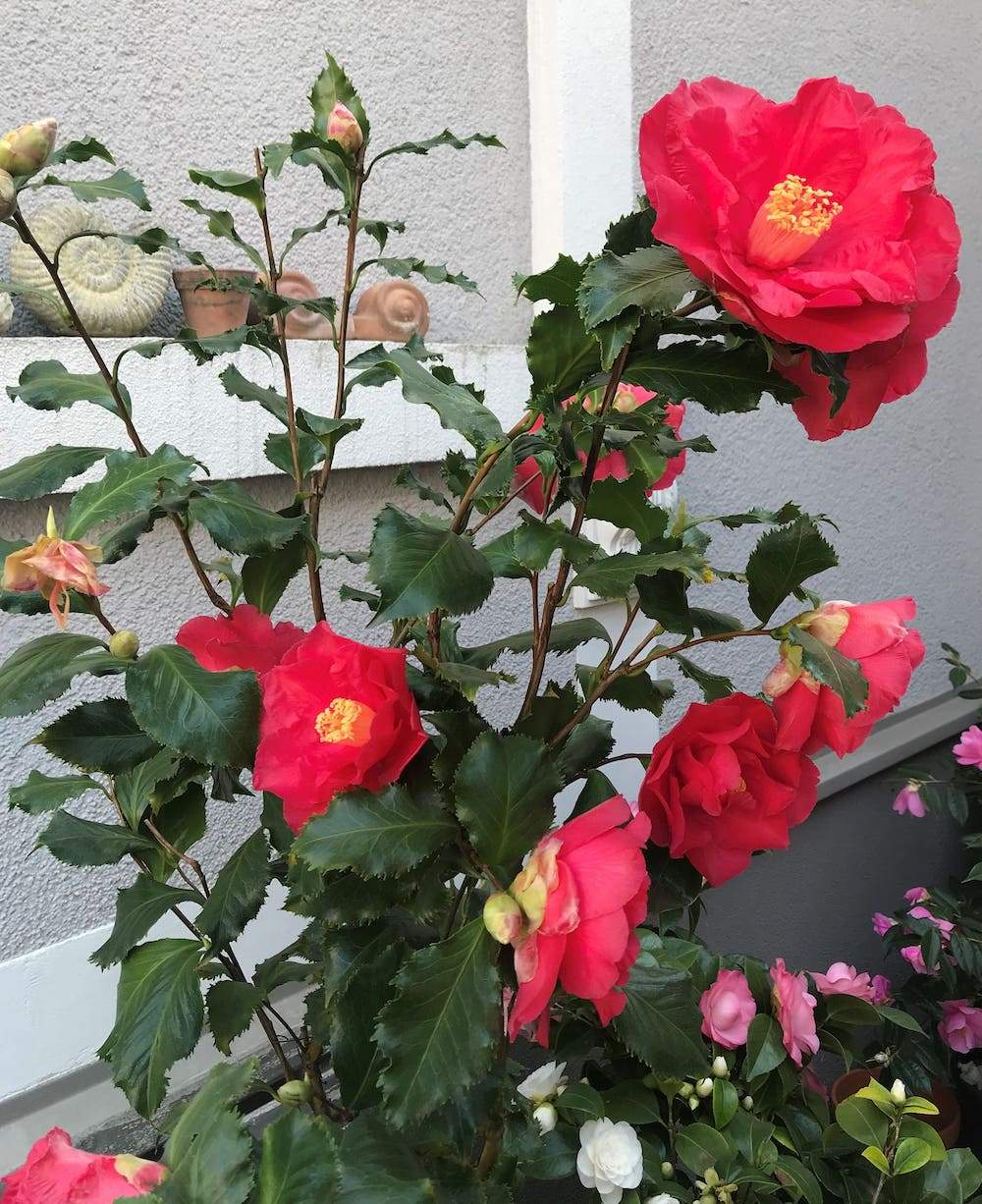Camellia Holly Bright