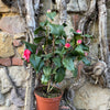 Camellia Imbricata Rubra